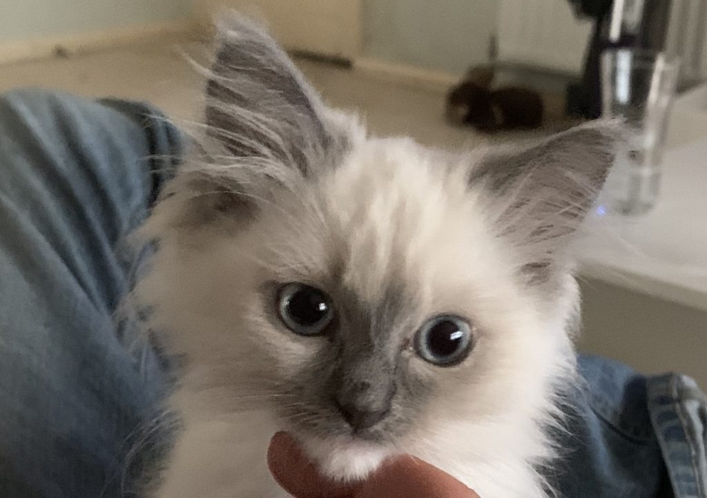 Blue mitted kitten from Sapphire and Alfies litter March 2020