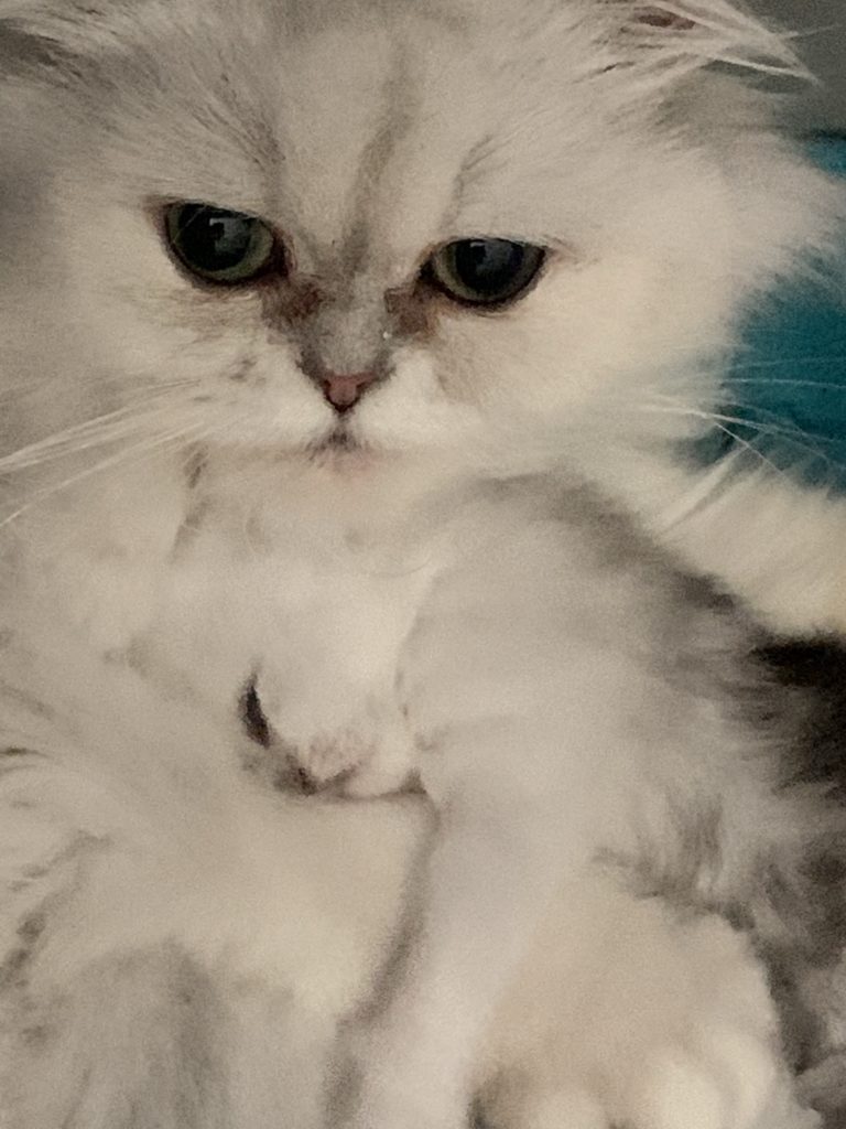 silver tipped chinchilla persian