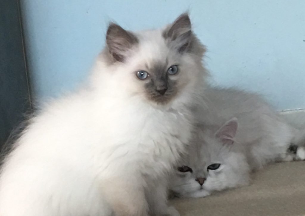 Blue point Ragdoll kitten and silver tipped chinchilla kitten